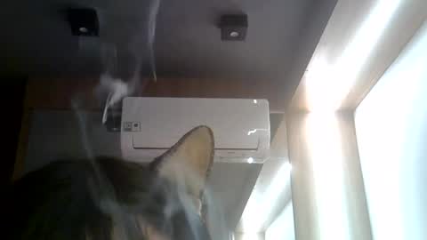 Snapshot of skinnykittencam chatting on 22, 7, 2026 skinnykittencam online show from 22, 7, 2026