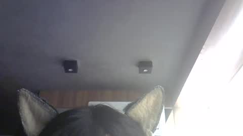 Snapshot of skinnykittencam chatting on 31, 7, 2026 skinnykittencam online show from 31, 7, 2026