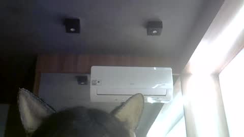 Snapshot of skinnykittencam chatting on 4, 8, 2026 skinnykittencam online show from 4, 8, 2026