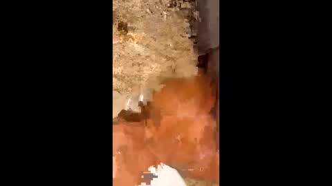 Snapshot of slapaho666 chatting on 3, 10, 2025 slapaho666 online show from 3, 10, 2025