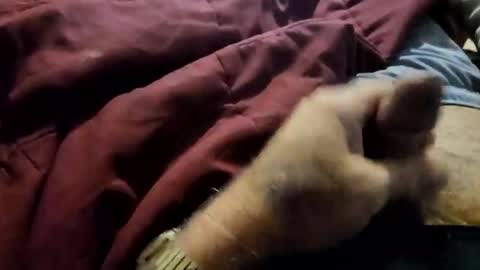 slitlicke69696969 online show from 3, 2, 2026