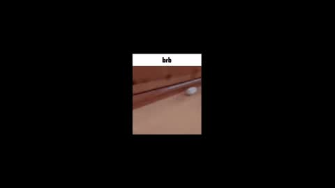 Gus online show from 2, 5, 2026