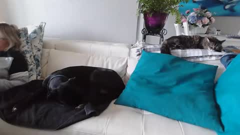 Daddy online show from 6, 1, 2025