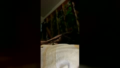 sohan730903 online show from 16, 3, 2026