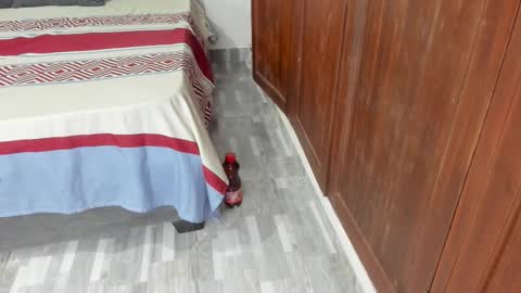 Shopiia88 online show from 19, 2, 2026