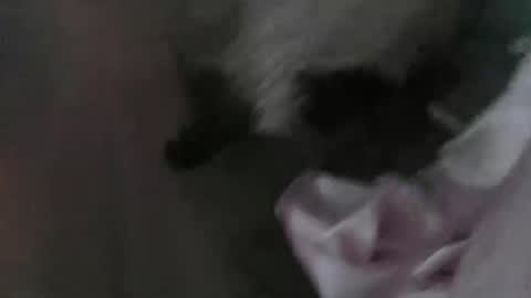 sp1tpuppeh online show from 1, 5, 2026