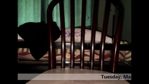 space Dog25 online show from 3, 3, 2026