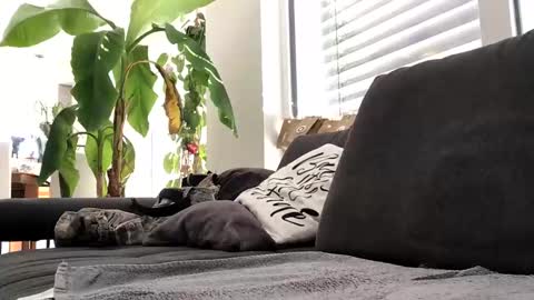 Spritzer669 online show from 13, 12, 2024