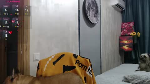 STACY online show from 5, 8, 2026
