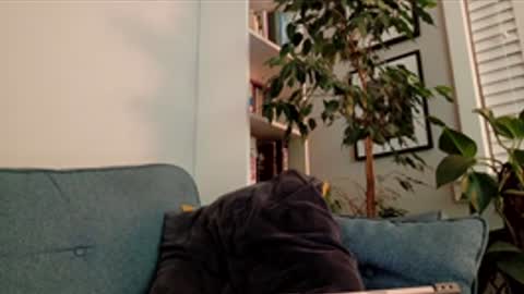 steedmont online show from 14, 3, 2026