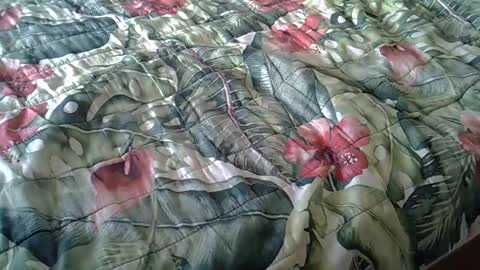 Snapshot of stel7621 chatting on 23, 2, 2025 Rocco-load online show from 23, 2, 2025