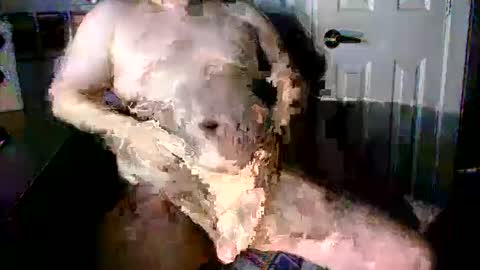 StockynCuddly online show from 16, 10, 2025