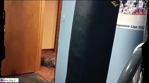 the_alpha_dog_xxx online show from 10, 3, 2025