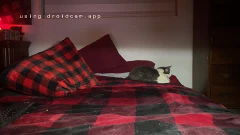 Snapshot of thecarrguyy chatting on 3, 12, 2024 Thatcarrguyy online show from 3, 12, 2024