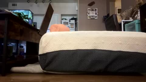 Snapshot of trickydick6 chatting on 23, 2, 2026 trickydick6 online show from 23, 2, 2026