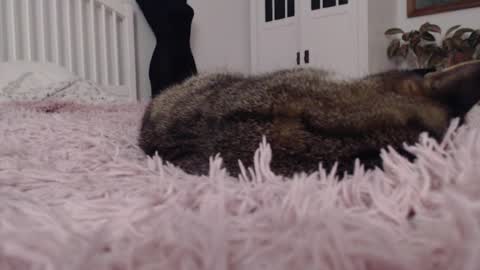 Visceratio online show from 7, 2, 2025