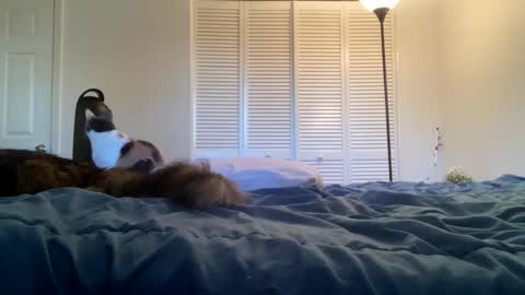 Snapshot of weedwacker43 chatting on 26, 2, 2025 weedwacker43 online show from 26, 2, 2025