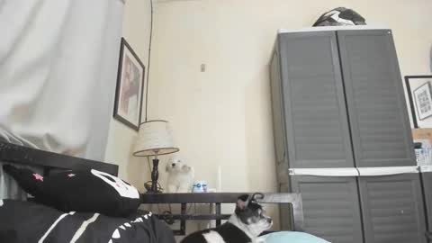 xdreamangel online show from 3, 1, 2025