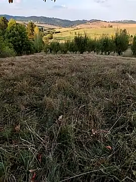 Snapshot of Nishu12356g chatting on 8, 9, 2025 Nishu12356g online show from 8, 9, 2025