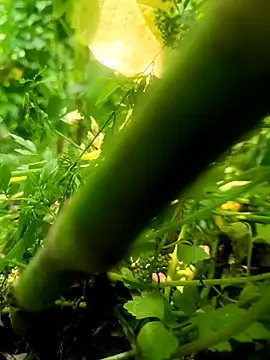 imrandidar22 online show from 20, 3, 2025