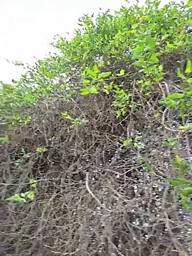 SexyErola27 online show from 21, 12, 2025