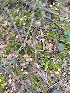 prcalek19 online show from 14, 10, 2025