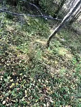 Sirina80 online show from 19, 10, 2025