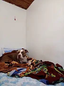 sebasxx97 online show from 12, 11, 2025