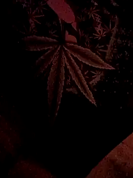 ySqmbVanbe online show from 5, 2, 2026