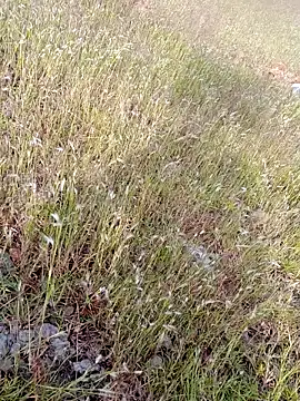 Snapshot of sexoooj chatting on 22, 10, 2025 sexoooj online show from 22, 10, 2025