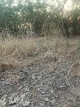 Snapshot of lovesuna chatting on 20, 12, 2025 lovesuna online show from 20, 12, 2025