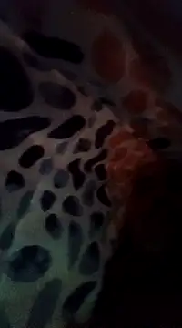 Xoc8  online show from 8, 12, 2024