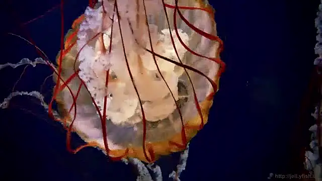 Snapshot of streamy_test11 chatting on 3, 12, 2024 streamy test11 online show from 3, 12, 2024