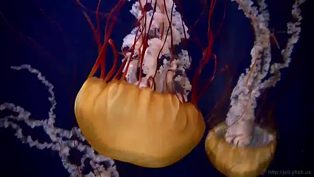 Snapshot of streamy_test11 chatting on 16, 12, 2024 streamy test11 online show from 16, 12, 2024