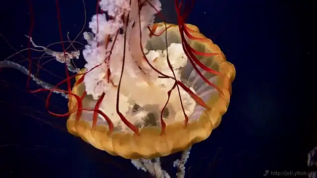 Snapshot of streamy_test11 chatting on 14, 1, 2025 streamy test11 online show from 14, 1, 2025