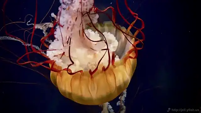 Snapshot of streamy_test11 chatting on 19, 2, 2025 streamy test11 online show from 19, 2, 2025