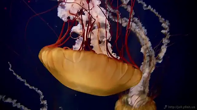 Snapshot of streamy_test11 chatting on 6, 3, 2025 streamy test11 online show from 6, 3, 2025