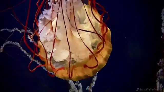 Snapshot of streamy_test11 chatting on 13, 3, 2025 streamy test11 online show from 13, 3, 2025