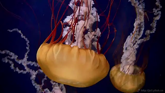 Snapshot of streamy_test11 chatting on 20, 3, 2025 streamy test11 online show from 20, 3, 2025