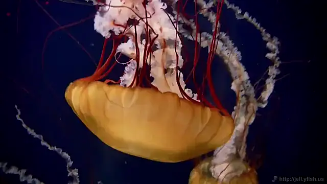 Snapshot of streamy_test11 chatting on 11, 9, 2025 streamy test11 online show from 11, 9, 2025