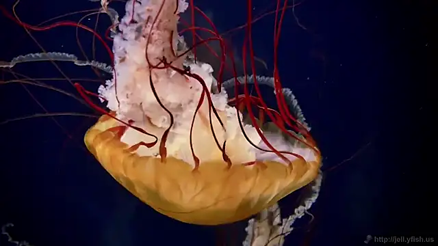 Snapshot of streamy_test11 chatting on 15, 9, 2025 streamy test11 online show from 15, 9, 2025