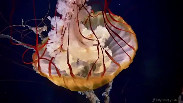 Snapshot of streamy_test11 chatting on 6, 10, 2025 streamy test11 online show from 6, 10, 2025