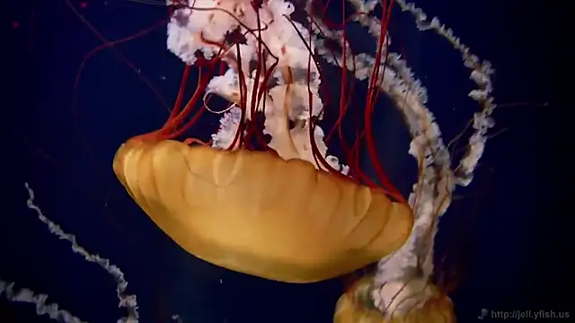 Snapshot of streamy_test11 chatting on 8, 10, 2025 streamy test11 online show from 8, 10, 2025