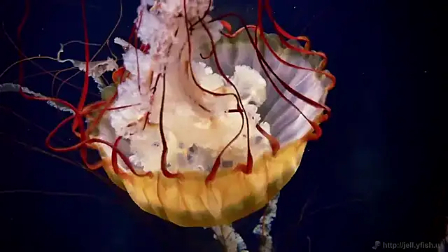 Snapshot of streamy_test11 chatting on 9, 10, 2025 streamy test11 online show from 9, 10, 2025