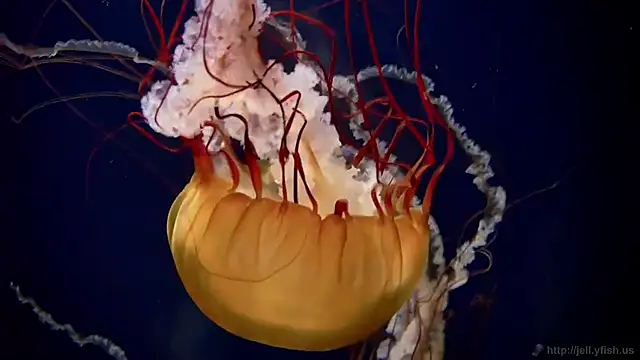 Snapshot of streamy_test11 chatting on 21, 10, 2025 streamy test11 online show from 21, 10, 2025