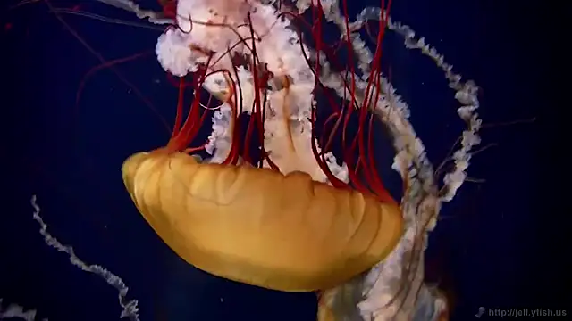 streamy test11 online show from 2, 3, 2026