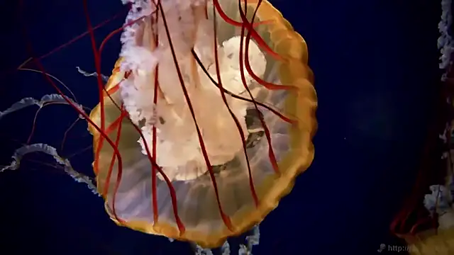 streamy test11 online show from 16, 3, 2026