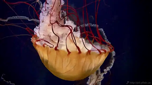 streamy test12 online show from 4, 12, 2024