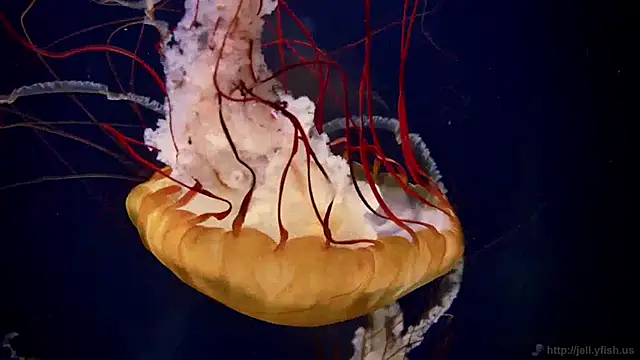 streamy test12 online show from 14, 1, 2025