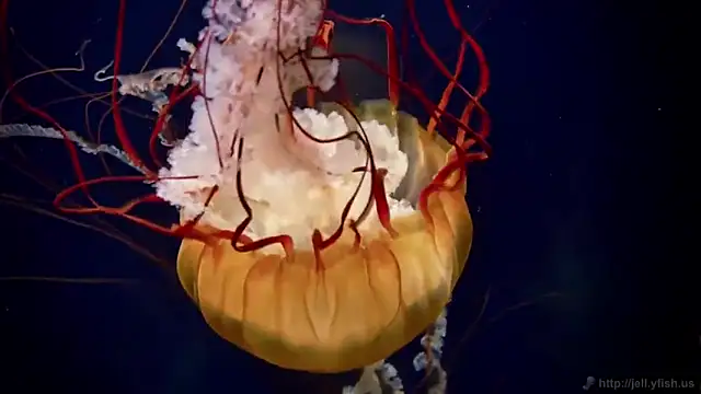 streamy test12 online show from 28, 2, 2025